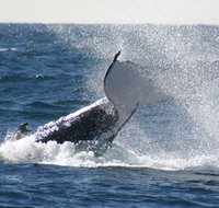 Whale Watching Sydney - Accommodation Brisbane