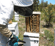 The House of Honey - Accommodation Brisbane