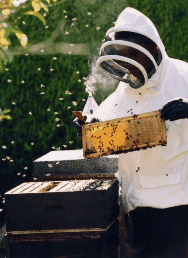 The House Of Honey - Accommodation Brisbane 3