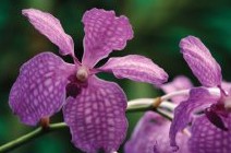 Richmond Wellness Centre - Accommodation Brisbane 2