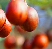Tropical Fruit World - Accommodation Brisbane