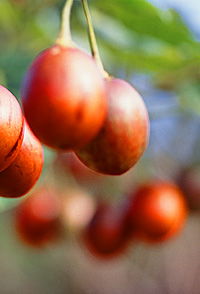 Tropical Fruit World - Accommodation Brisbane 0