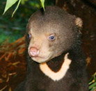 Perth Zoo - Accommodation Brisbane