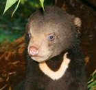 Perth Zoo - Accommodation Brisbane 0