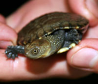 Perth Zoo - Accommodation Brisbane 1