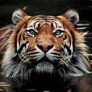 Perth Zoo - Accommodation Brisbane 2