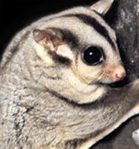 Perth Zoo - Accommodation Brisbane 3