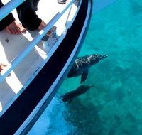 Pelican Charters - Accommodation Brisbane