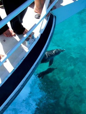 Pelican Charters - Accommodation Brisbane 0