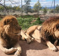 Mansfield Zoo - Accommodation Brisbane