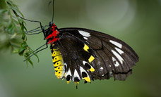 Melbourne Zoo - Accommodation Brisbane 2