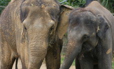 Melbourne Zoo - Accommodation Brisbane 3