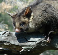 Moonlit Sanctuary Wildlife Conservation Park - Accommodation Brisbane