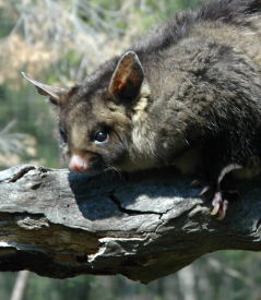 Moonlit Sanctuary Wildlife Conservation Park - Accommodation Brisbane 0
