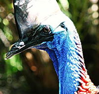 Alma Park Zoo - Accommodation Brisbane