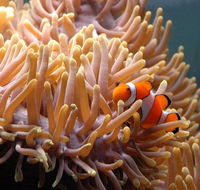 Reef HQ Great Barrier Reef Aquarium - Accommodation Brisbane