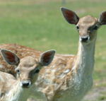 Marapana Wildlife Park - Accommodation Brisbane