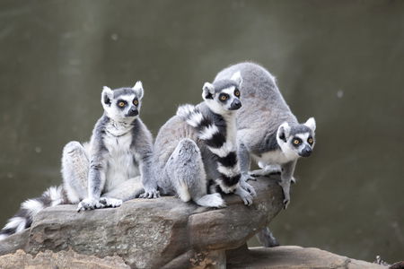 Adelaide Zoo - Accommodation Brisbane 0