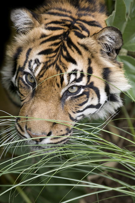 Adelaide Zoo - Accommodation Brisbane 1