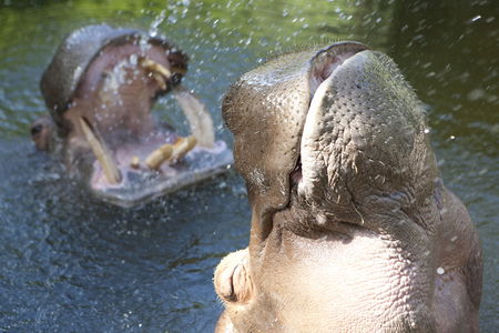 Adelaide Zoo - Accommodation Brisbane 2