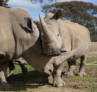 Monarto Zoo - Accommodation Brisbane