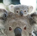 Billabong Koala and Wildlife Park - Accommodation Brisbane