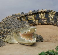 Dundee's Wildlife Park - Accommodation Brisbane