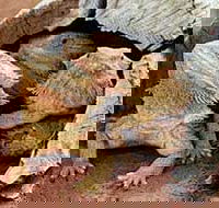 Alice Springs Reptile Centre - Accommodation Brisbane