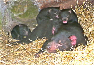 Accommodation Brisbane