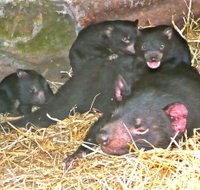 East Coast Natureworld - Accommodation Brisbane