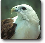 Kakadu National Park - Accommodation Brisbane