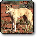 Uluru - Kata Tjuta National Park - Accommodation Brisbane 3