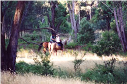 High Country Horses - Accommodation Brisbane 1