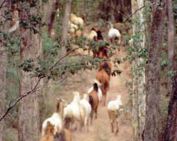 High Country Horses - Accommodation Brisbane 2
