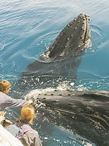 Storeyline Tours - Accommodation Brisbane 1