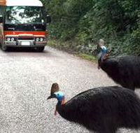 Kookaburra Tours - Accommodation Brisbane