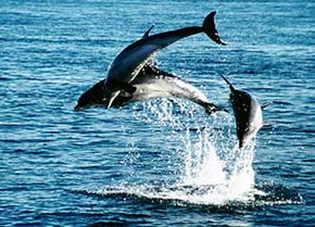 Polperro Dolphin Swims - Accommodation Brisbane 1