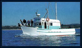 Polperro Dolphin Swims - Accommodation Brisbane 2