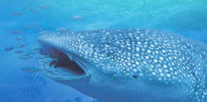 Ningaloo Blue Dive - Accommodation Brisbane 1