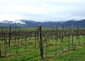 Kinloch Wines - Accommodation Brisbane