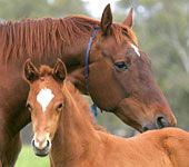  Accommodation Brisbane