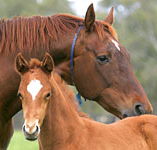 Blue Gum Farm - Accommodation Brisbane