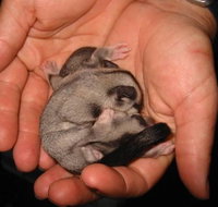 Cool Companions - Accommodation Brisbane