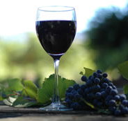 Lion Mill Vineyards - Accommodation Brisbane