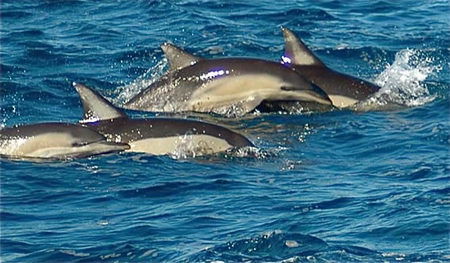 Dolphin Swim Australia - Accommodation Brisbane 0