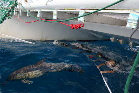 Dolphin Swim Australia - Accommodation Brisbane 1