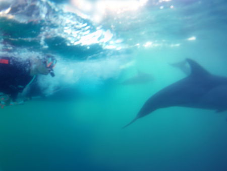 Dolphin Swim Australia - Accommodation Brisbane 2