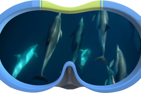Dolphin Swim Australia - Accommodation Brisbane 3
