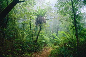 Lamington National Park And OReillys - Accommodation Brisbane 0