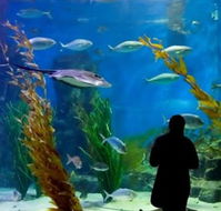 Melbourne Aquarium - Accommodation Brisbane